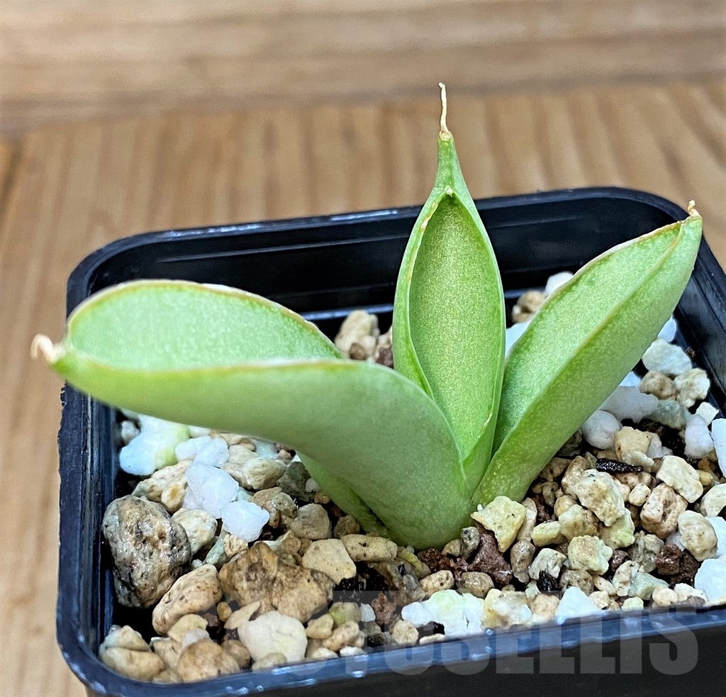 SH24719 Sansevieria 'Ice man'