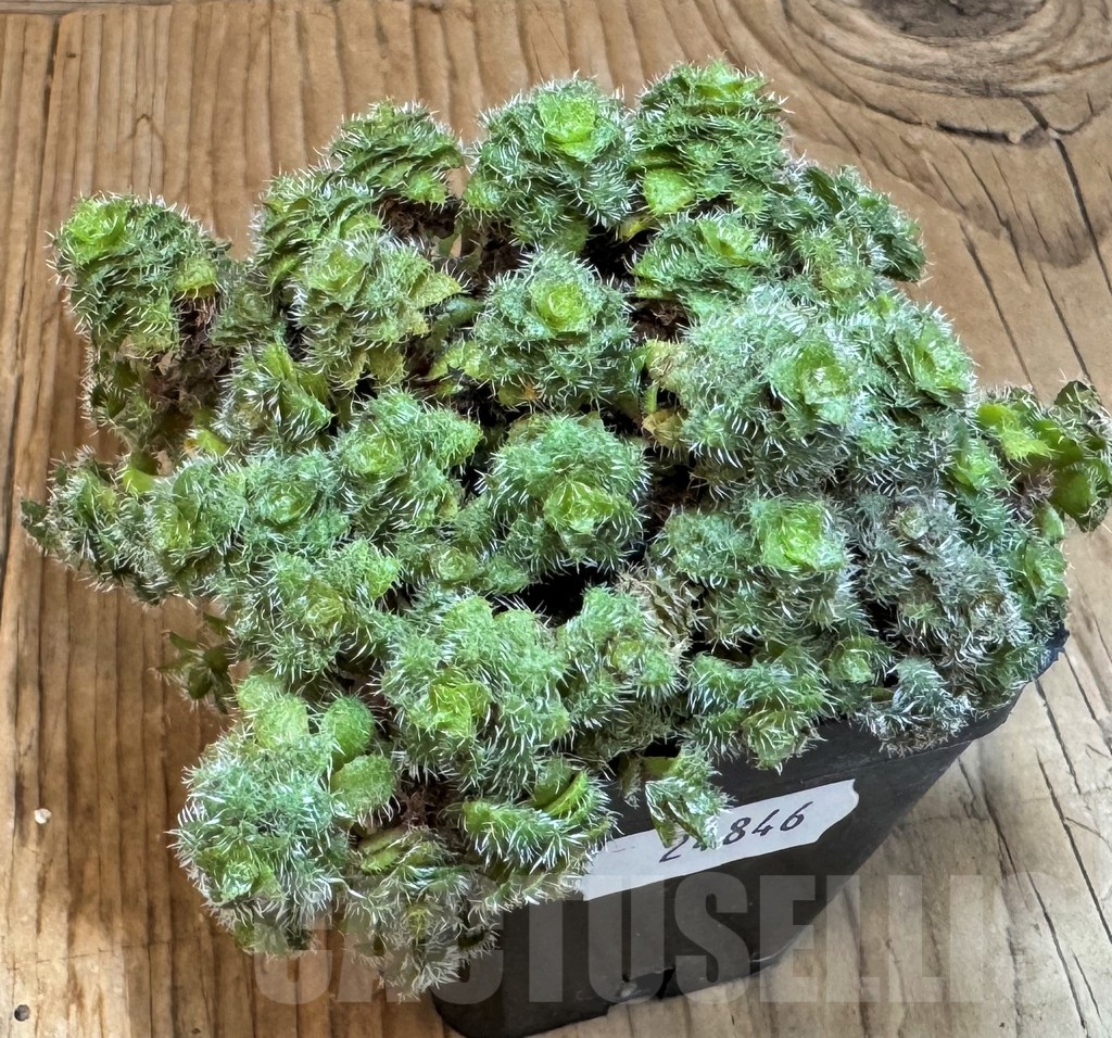 SH24846 Crassula setulosa - 画像 (2)