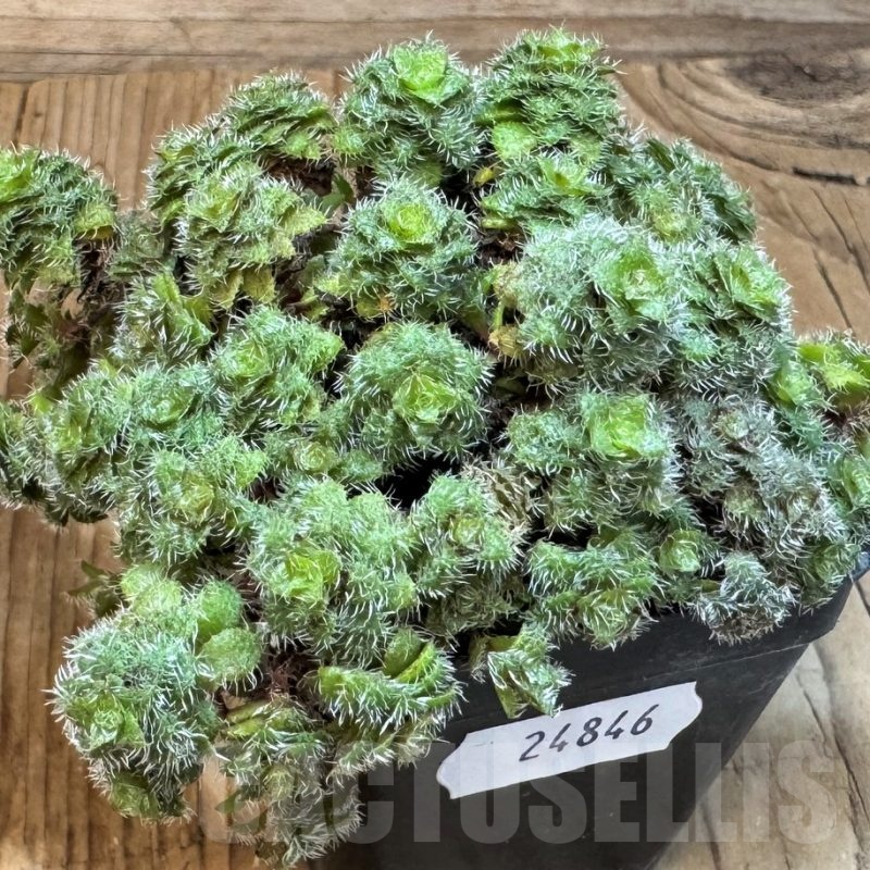 SH24846 Crassula setulosa