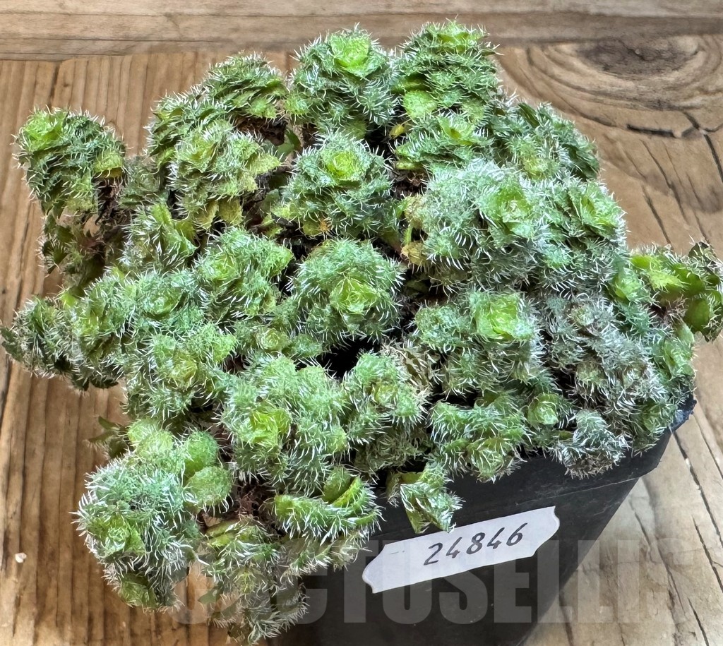 SH24846 Crassula setulosa