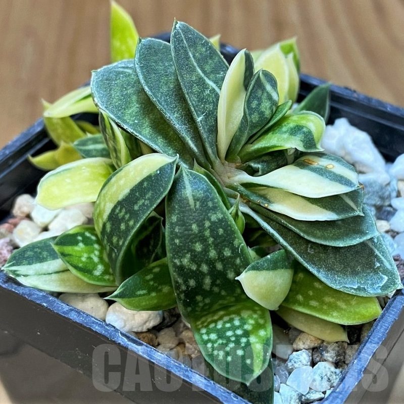 SH24720 Gasteria maculata f. variegata IB13016