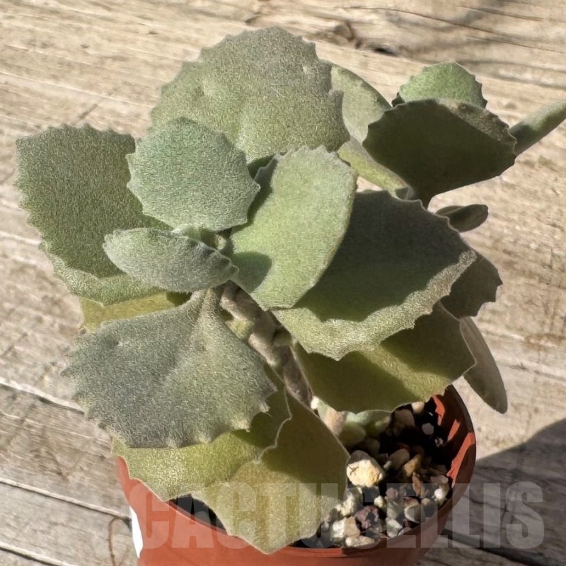 SH24847 Kalanchoe millotii