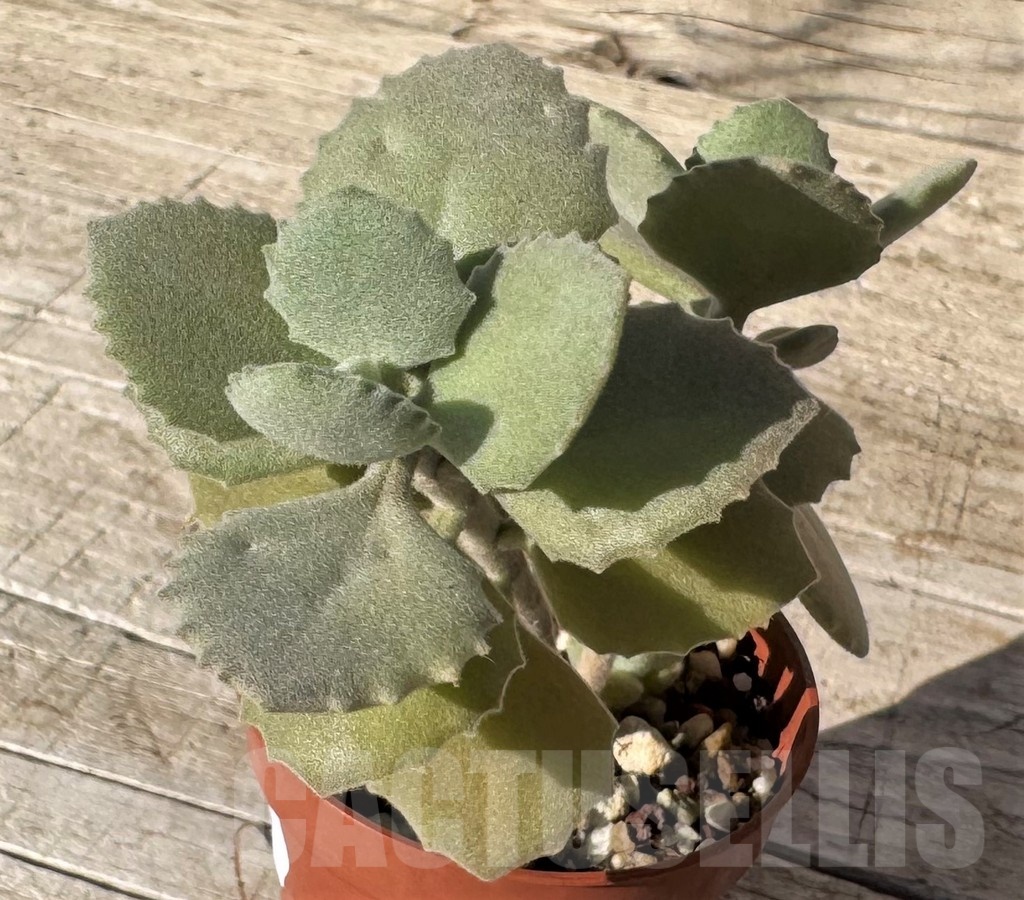 SH24847 Kalanchoe millotii