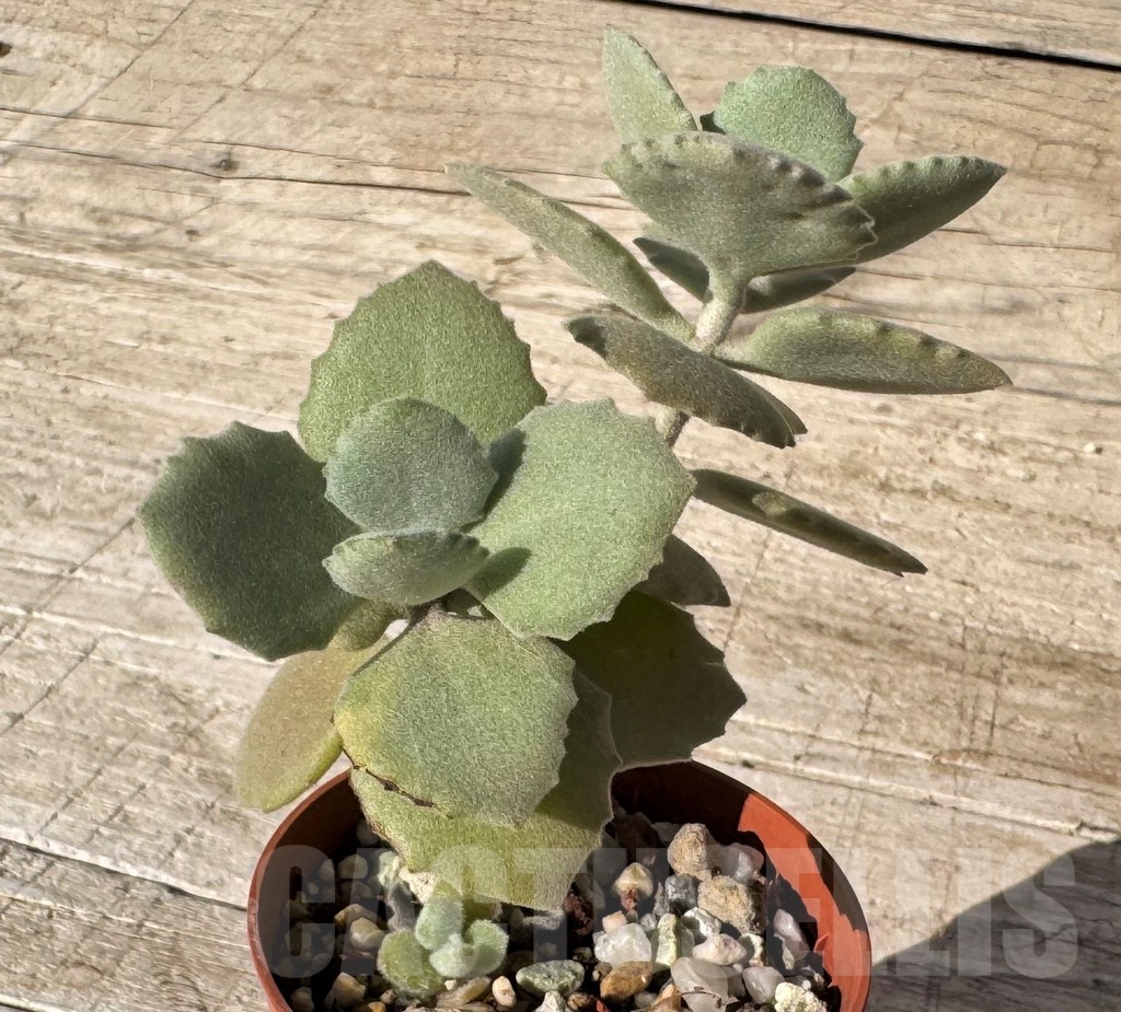 SH24847 Kalanchoe millotii - Imagen 2