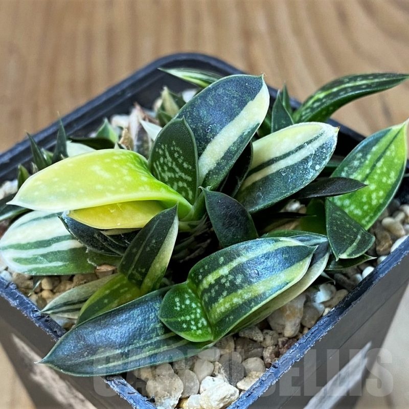 SH24721 Gasteria maculata f. variegata IB13016