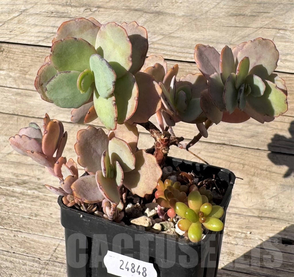 SH24848 Kalanchoe fedtschenkoi - Image 3