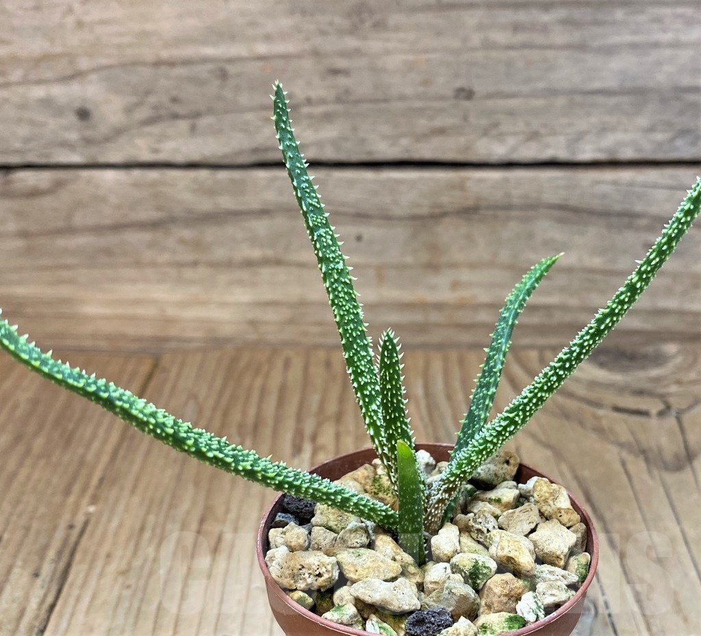 SH24722 Aloe delicatifolia - immagine 2