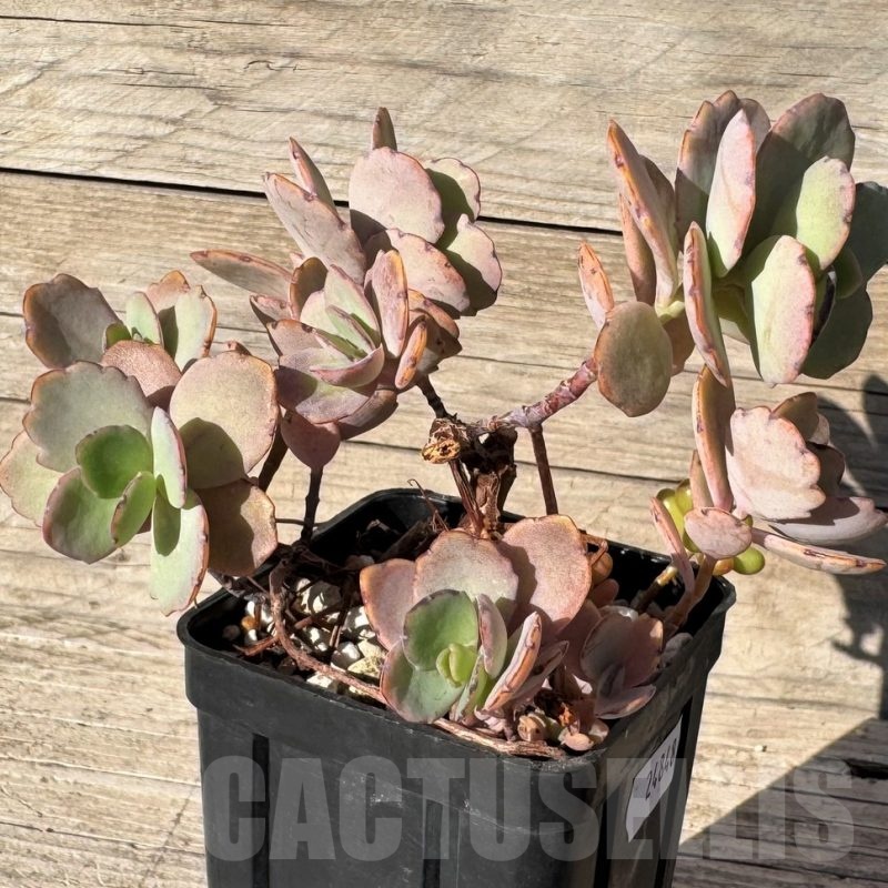 SH24848 Kalanchoe fedtschenkoi