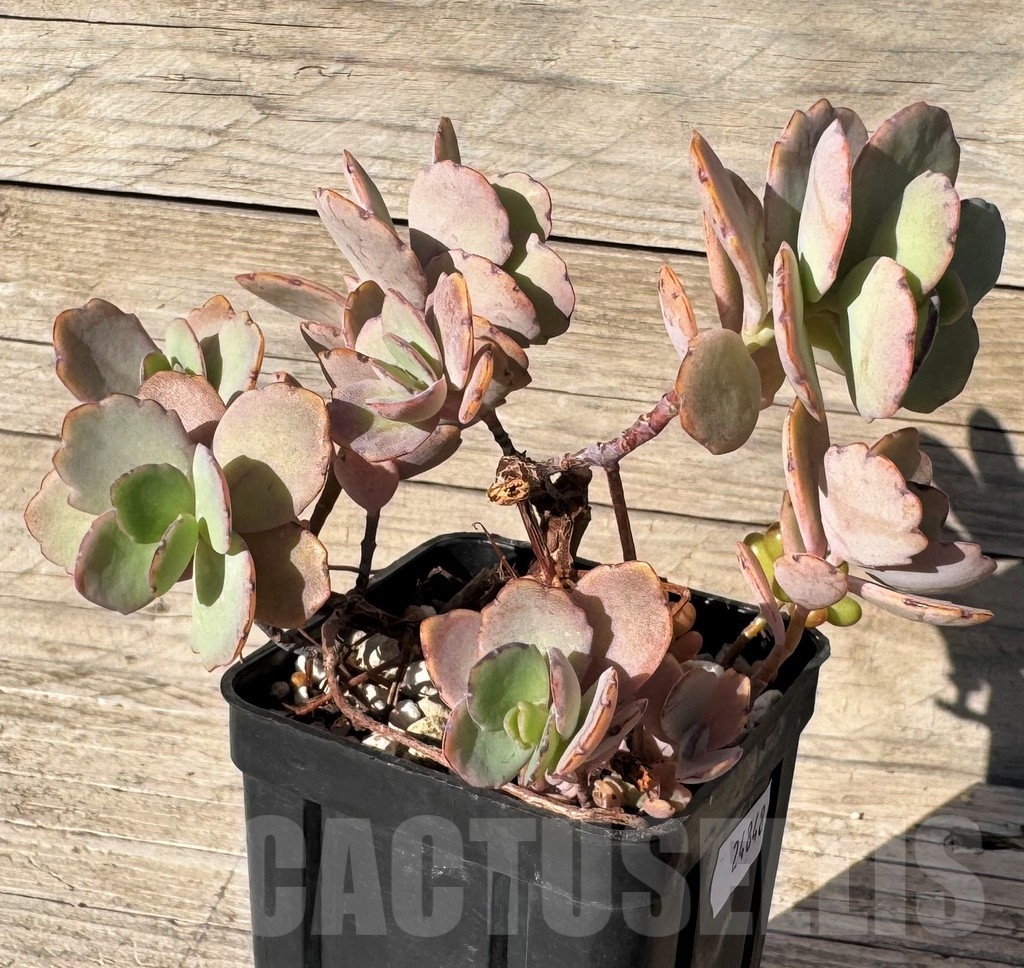 SH24848 Kalanchoe fedtschenkoi
