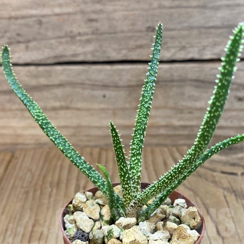 SH24722 Aloe delicatifolia