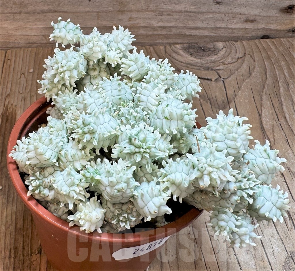 SH24818 Euphorbia mammillaris f. variegata - Image 3