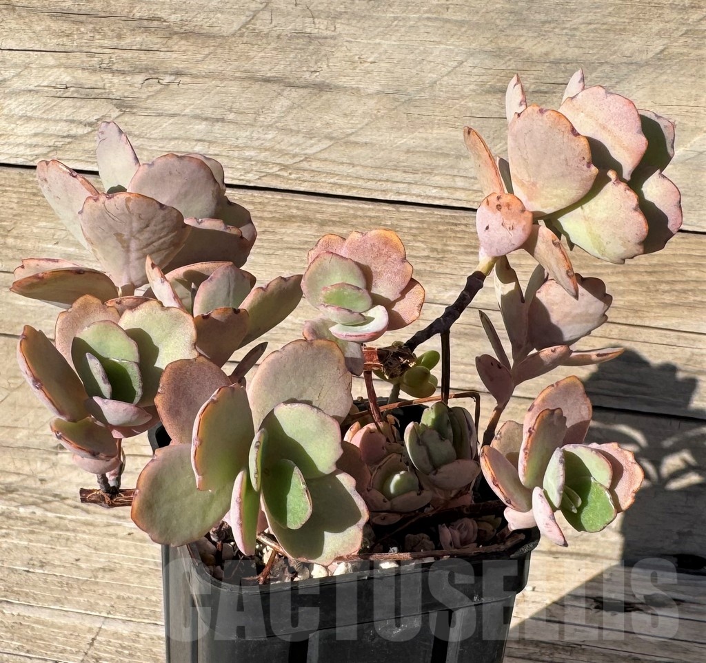 SH24848 Kalanchoe fedtschenkoi - Image 2