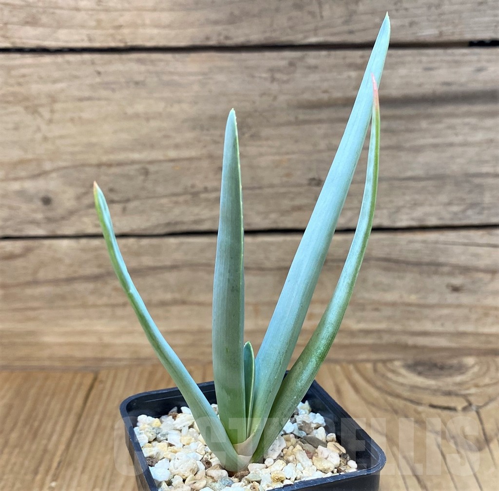 SH24723 Aloe plicatilis - Image 2