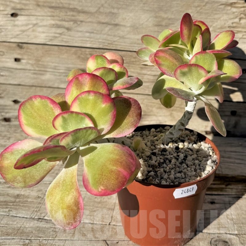 SH24849 Kalanchoe thyrsiflora f. variegata