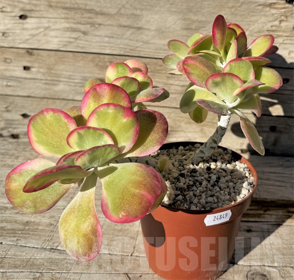 SH24849 Kalanchoe thyrsiflora f. variegata