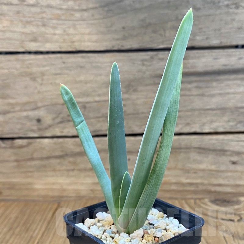 SH24723 Aloe plicatilis