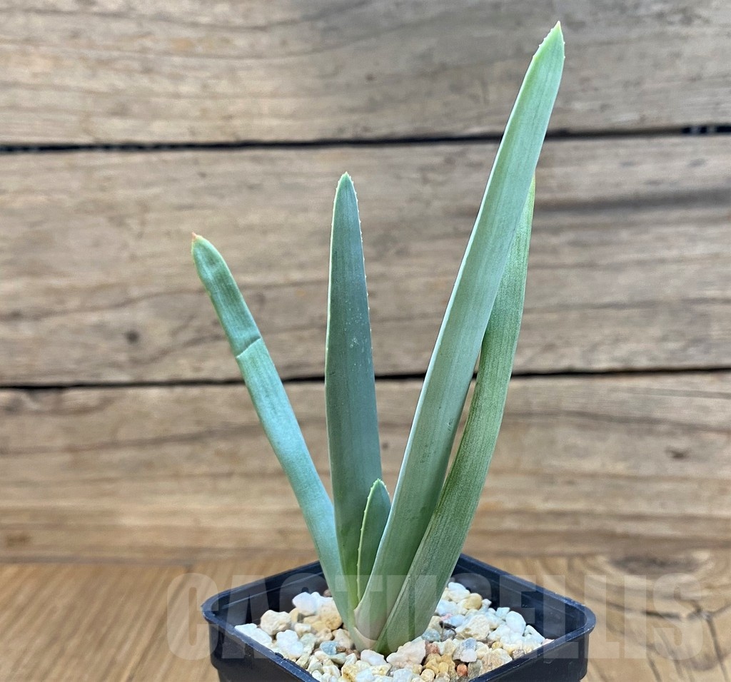 SH24723 Aloe plicatilis