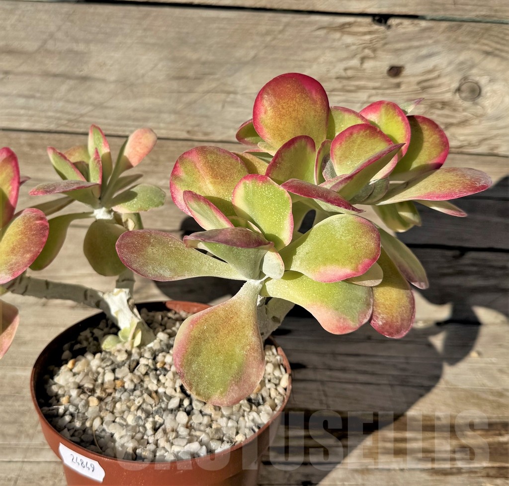 SH24849 Kalanchoe thyrsiflora f. variegata - Image 2