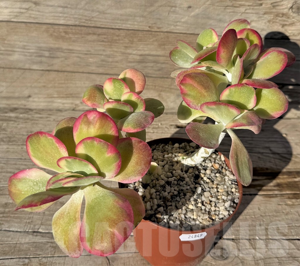 SH24849 Kalanchoe thyrsiflora f. variegata - Image 3