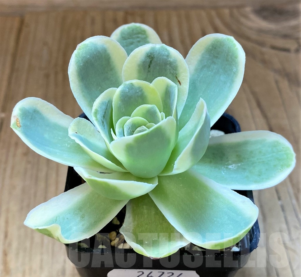 SH24724 Greenovia diplocycla f. variegata - Image 2