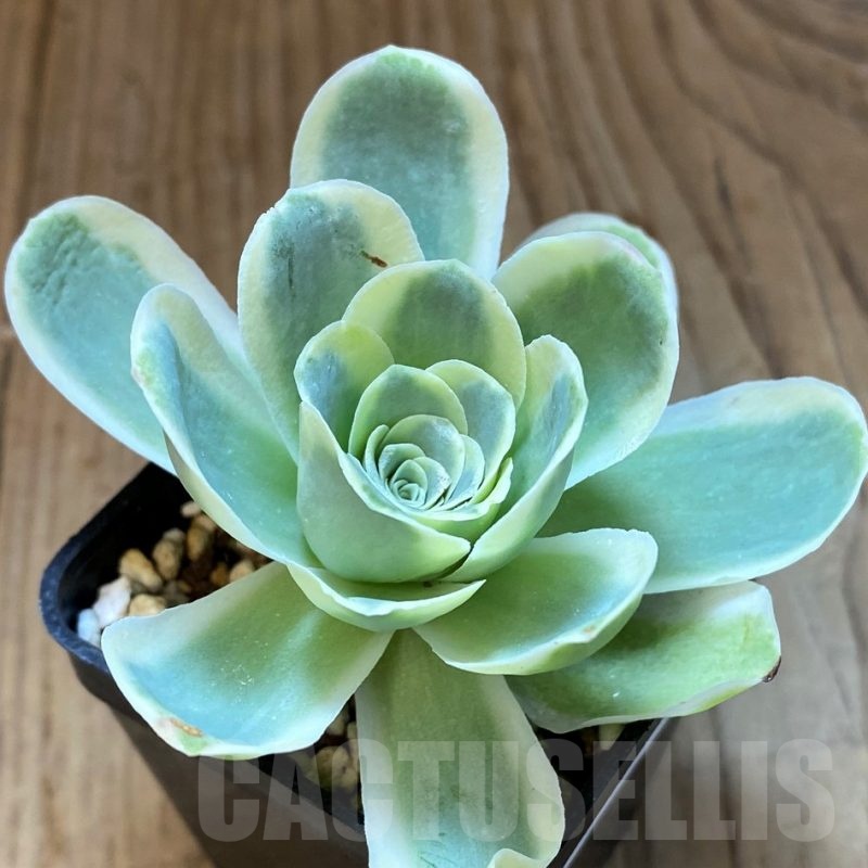 SH24724 Greenovia diplocycla f. variegata