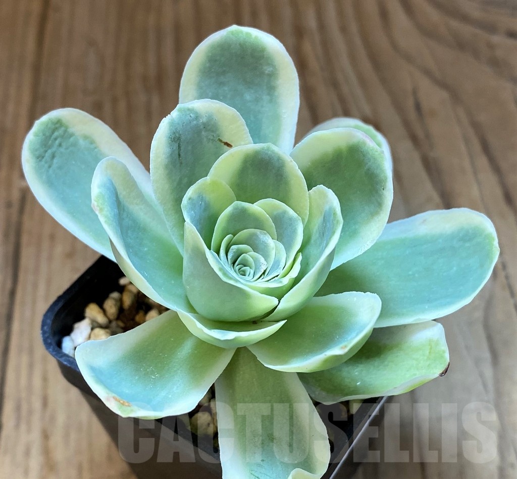 SH24724 Greenovia diplocycla f. variegata