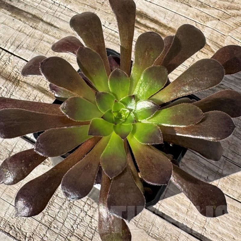 SH24850 Aeonium ‘Red Garnet’