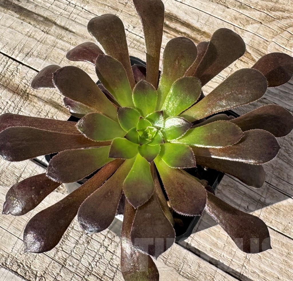 SH24850 Aeonium ‘Red Garnet’