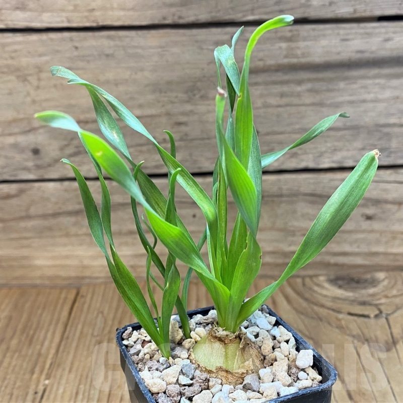 SH24725 Cyrtanthus spiralis