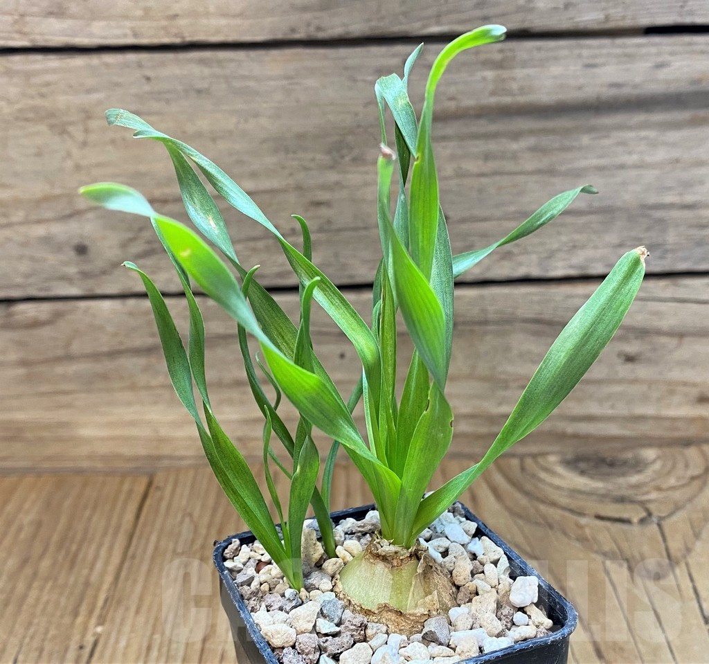 SH24725 Cyrtanthus spiralis