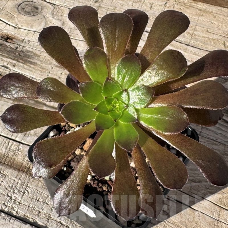 SH24851 Aeonium ‘Red Garnet’