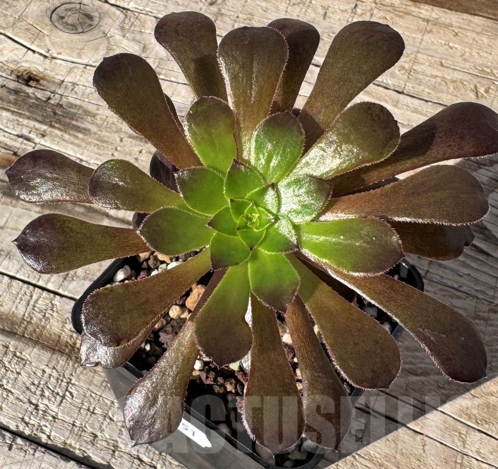 SH24851 Aeonium ‘Red Garnet’