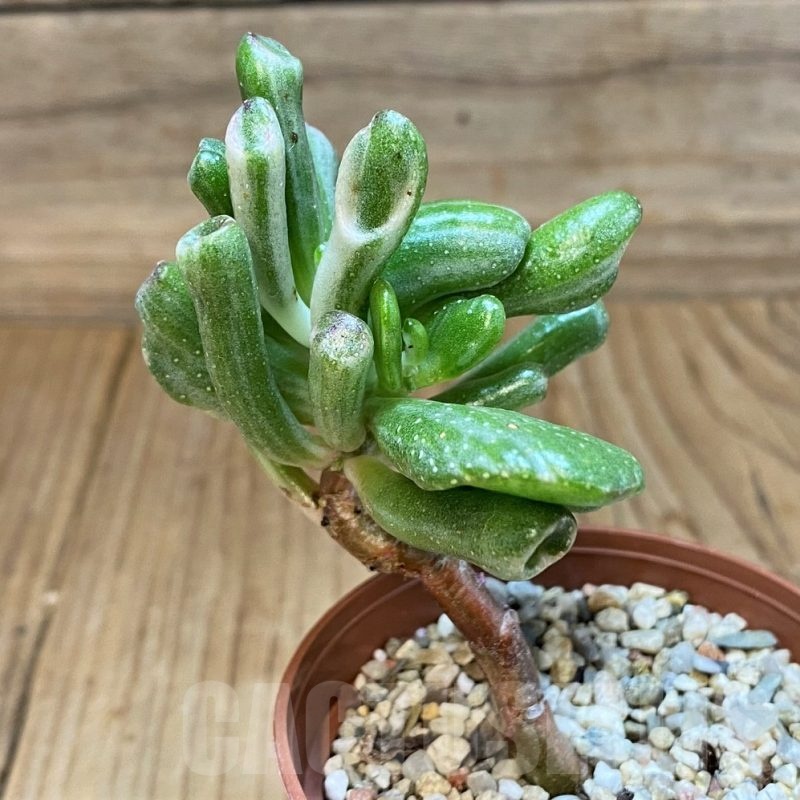 SH24726 Crassula ovata 'Hobbit' f. variegata