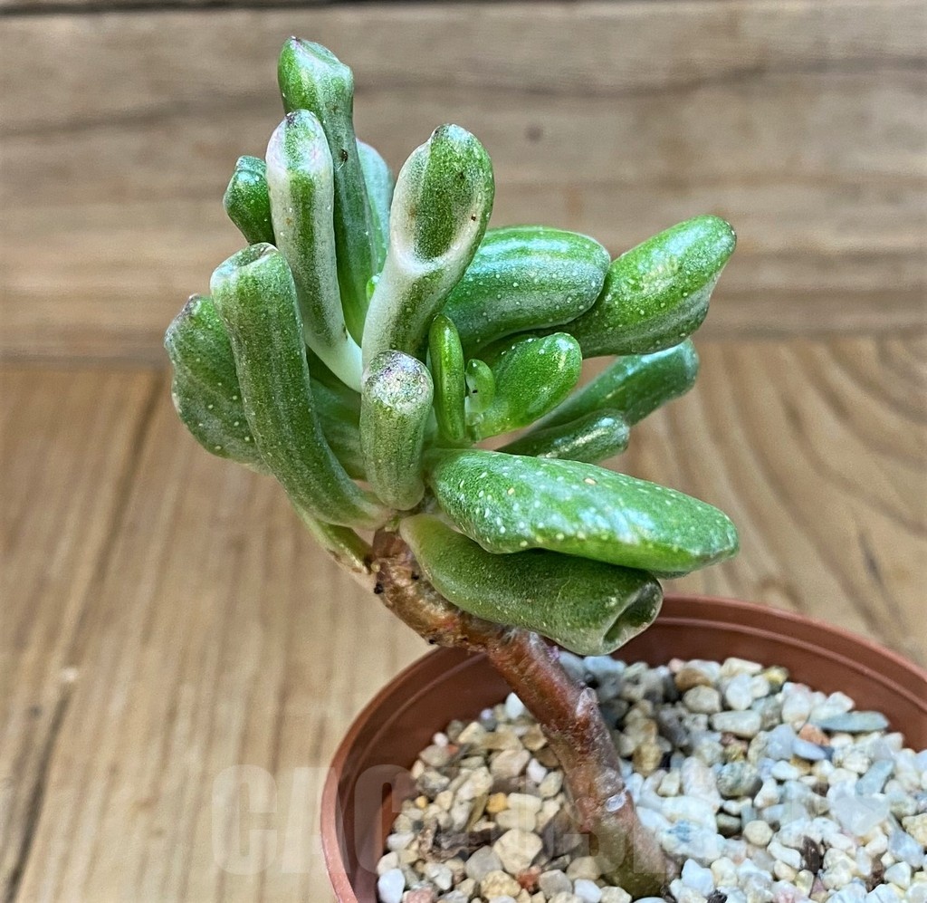 SH24726 Crassula ovata 'Hobbit' f. variegata