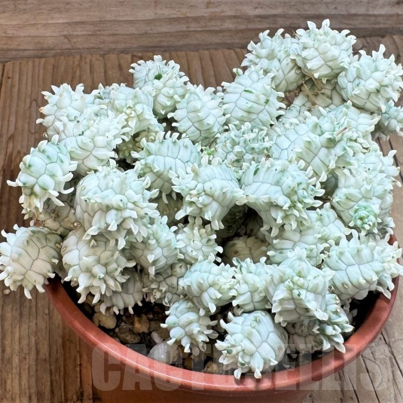 SH24818 Euphorbia mammillaris f. variegata
