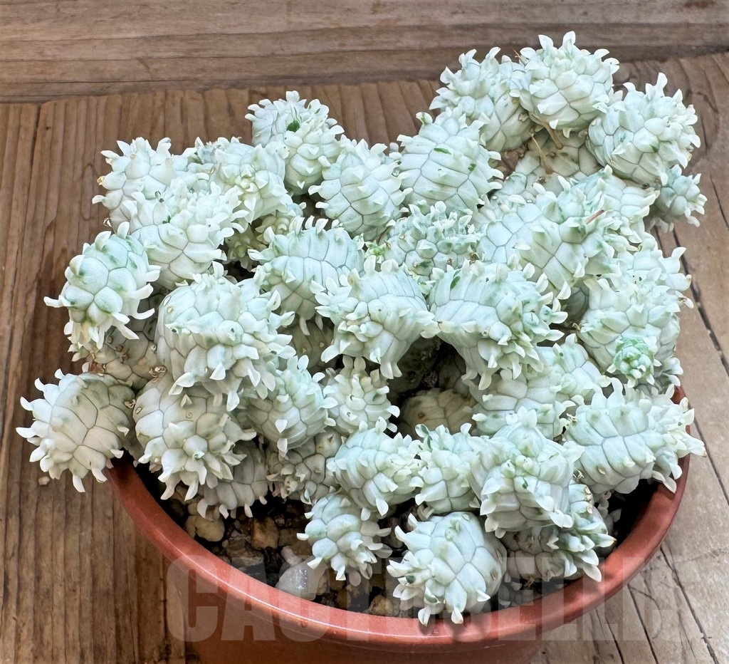 SH24818 Euphorbia mammillaris f. variegata
