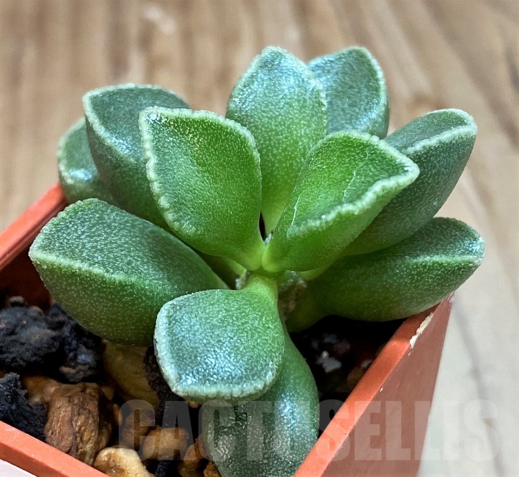 SH24627 Adromischus marianiae v. tanqua – Image 2