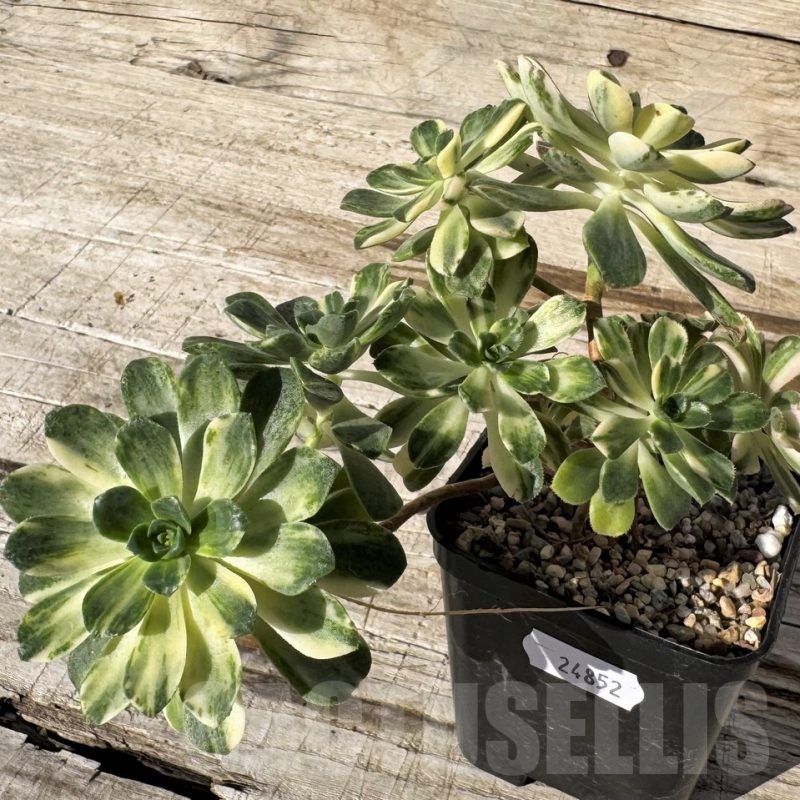 SH24852 Aeonium castello