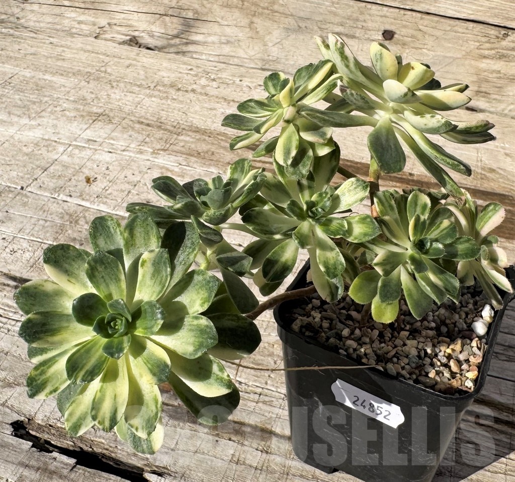 SH24852 Aeonium castello