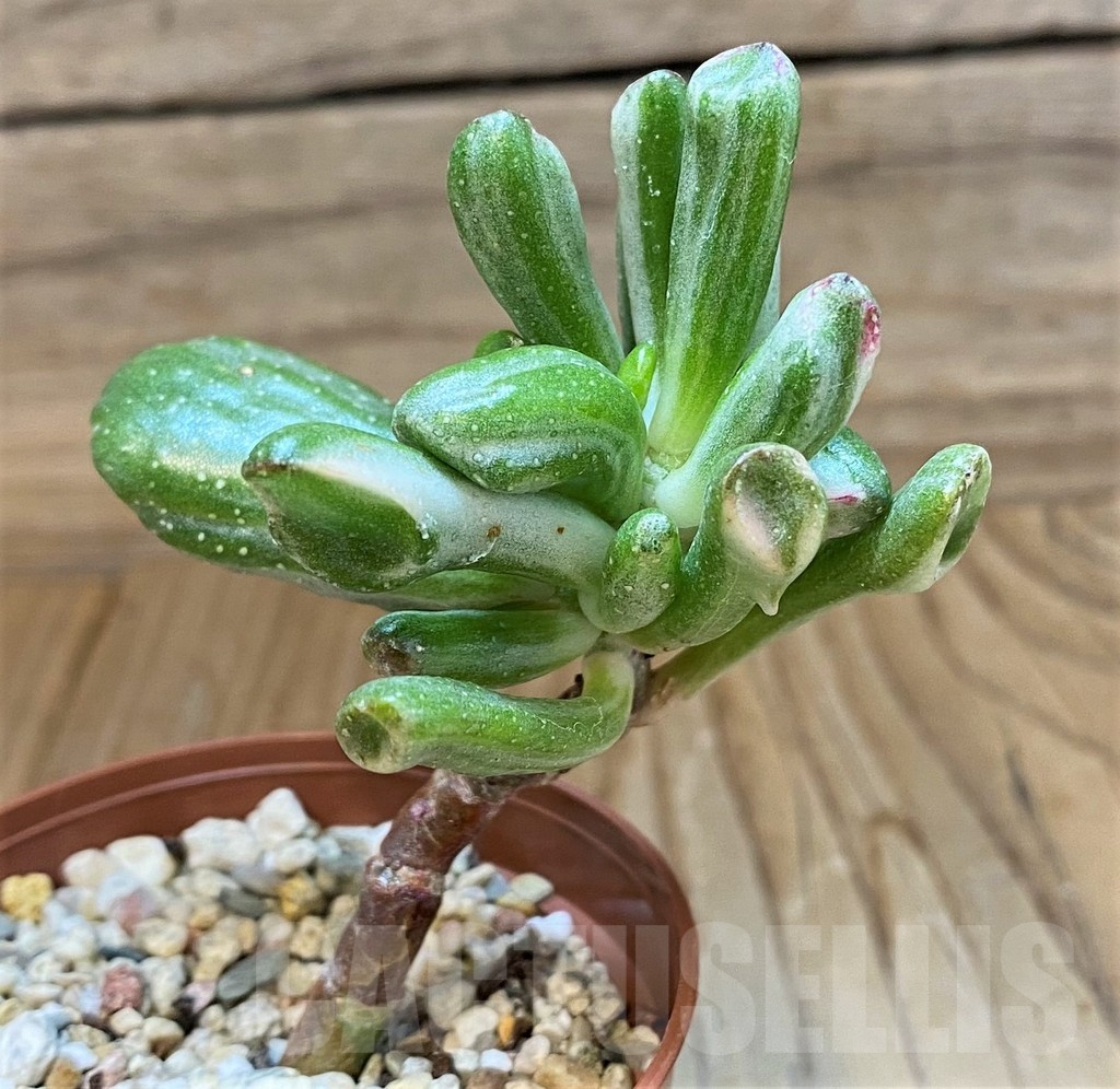 SH24726 Crassula ovata 'Hobbit' f. variegata - Obrázek 2