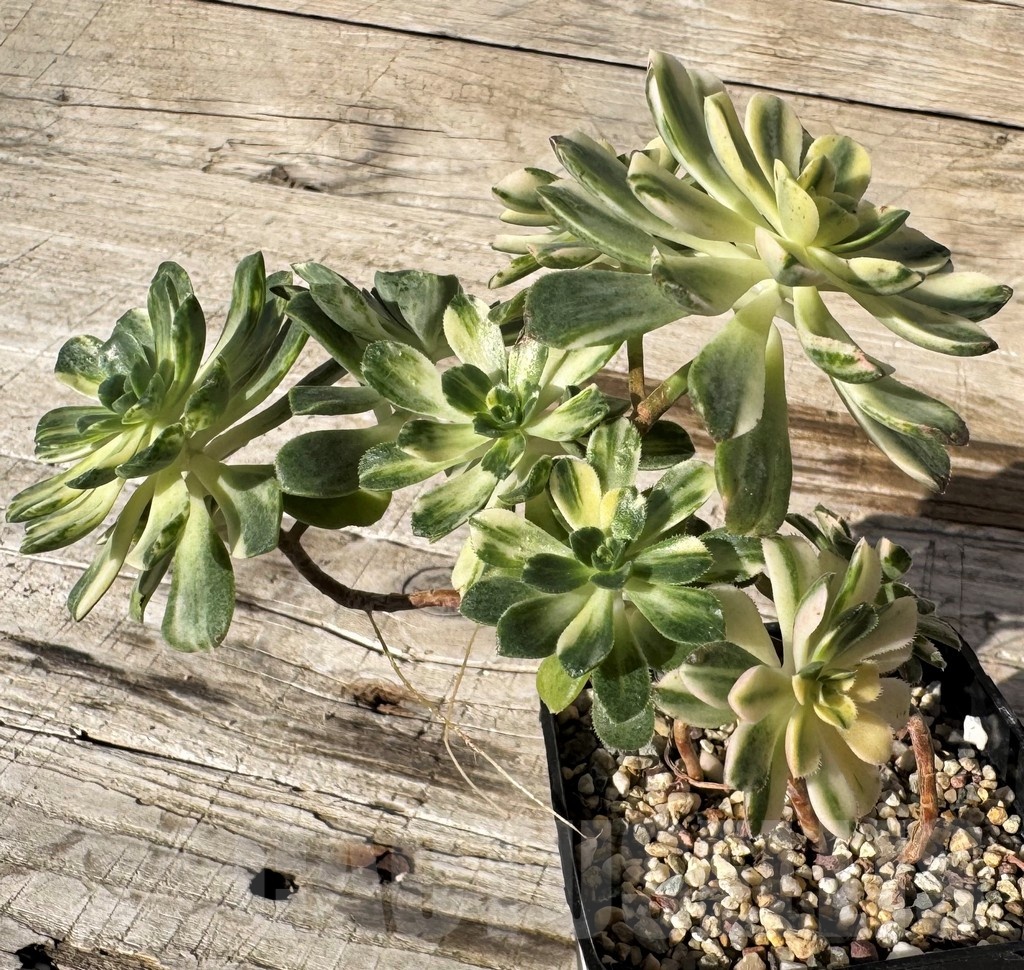 SH24852 Aeonium castello - Image 2