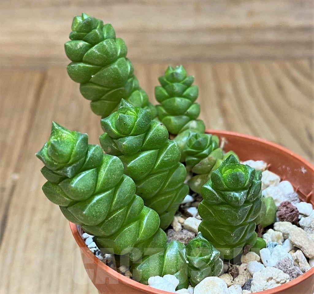 SH24727 Crassula columella - immagine 2