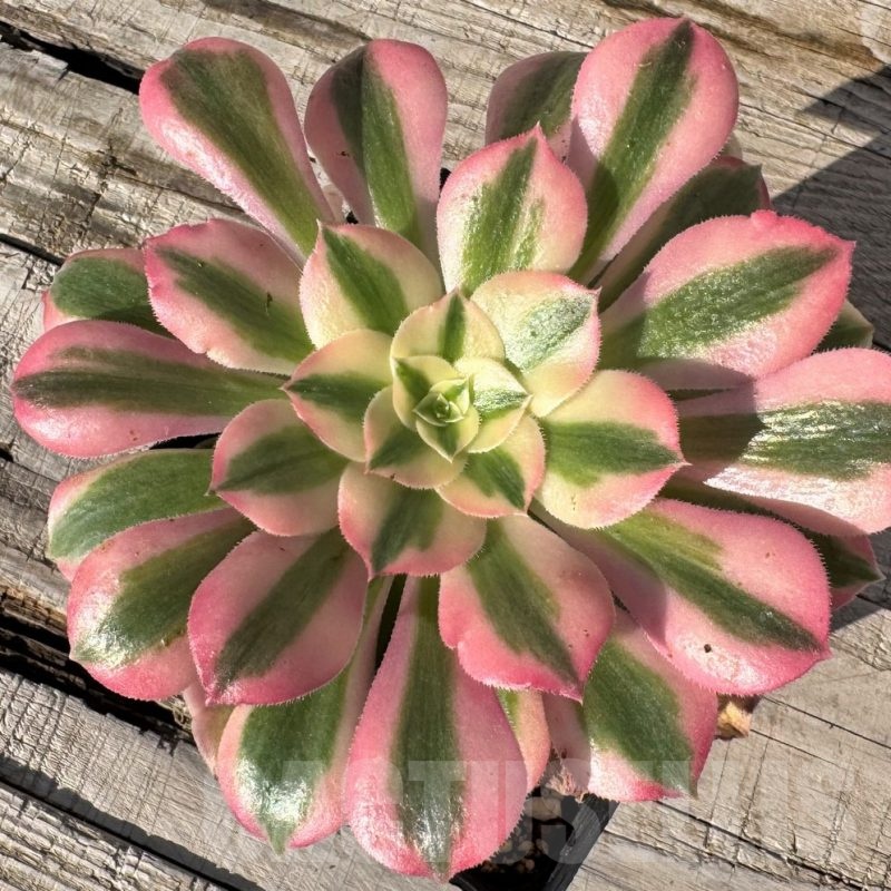SH24853 Aeonium 'Pink Witch'