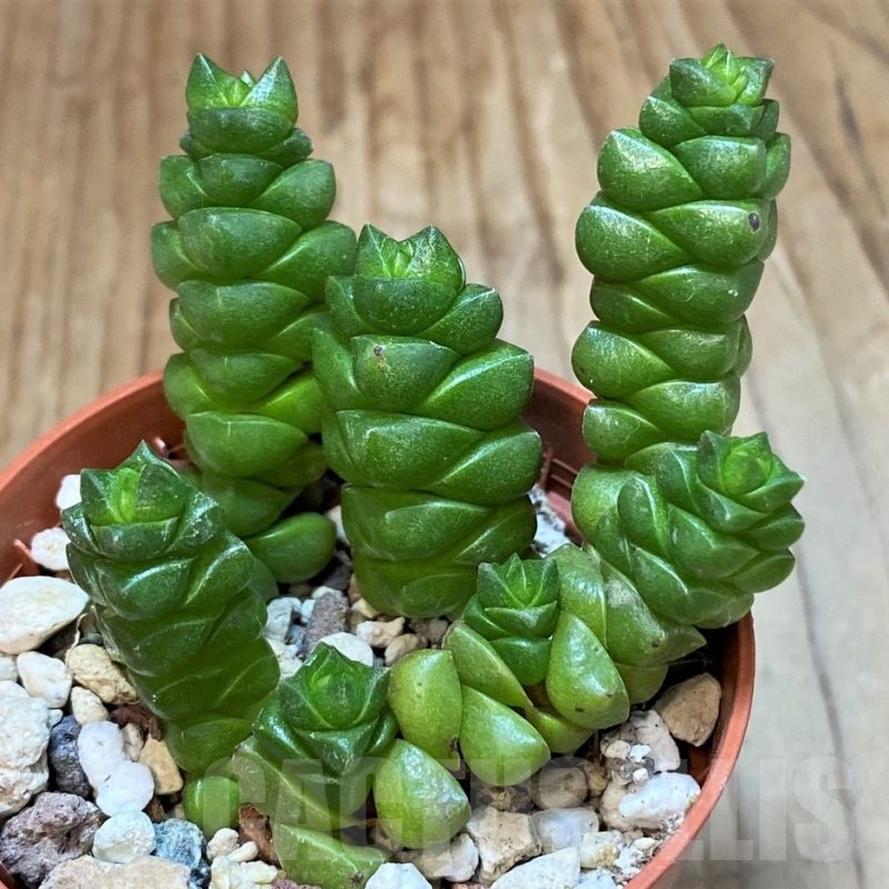 SH24727 Crassula columella
