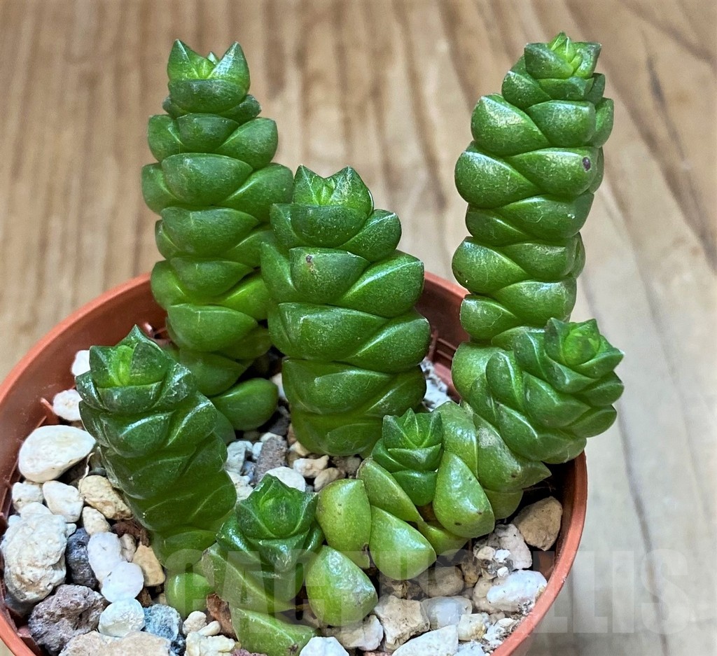 SH24727 Crassula columella