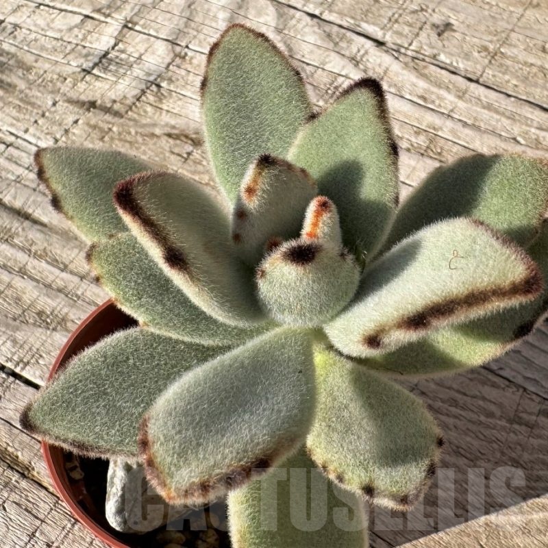 SH24854 Kalanchoe tomentosa