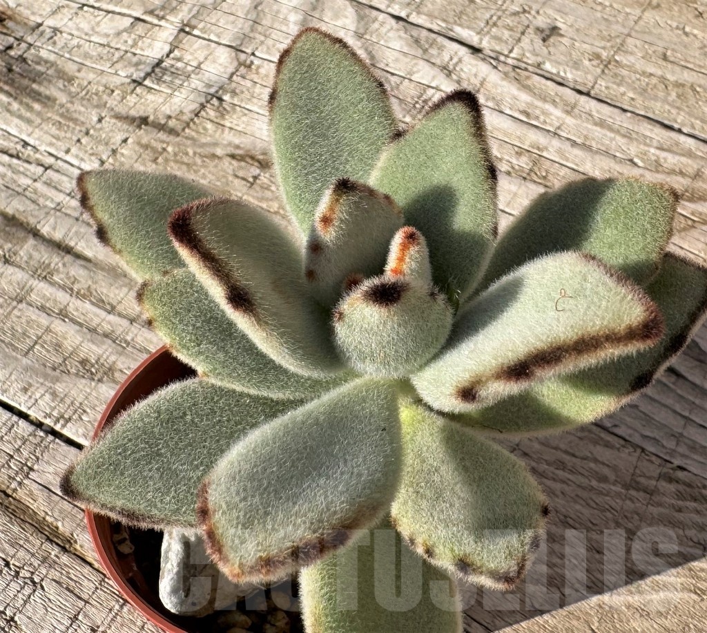 SH24854 Kalanchoe tomentosa