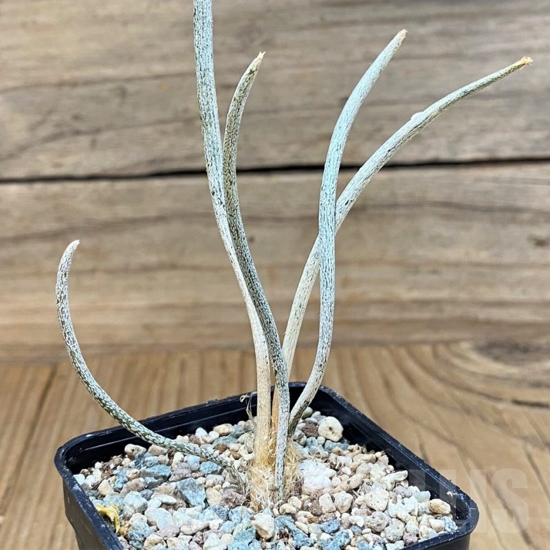 SH24728 Astrophytum caput-medusae