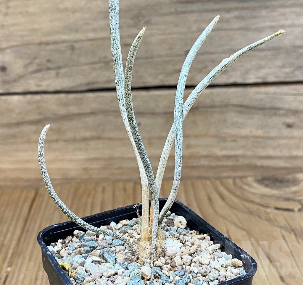 SH24728 Astrophytum caput-medusae