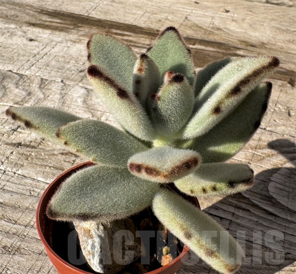 SH24854 Kalanchoe tomentosa - Imagen 2